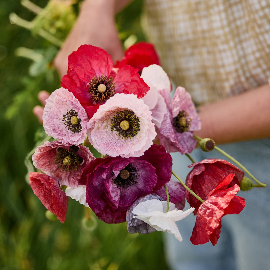 planting shirley poppy seeds Poppy Shirley Mother Of Pearl Flower