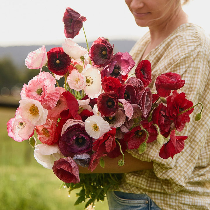 Poppy Shirley Double Mix Flower | X 300-500 Seeds