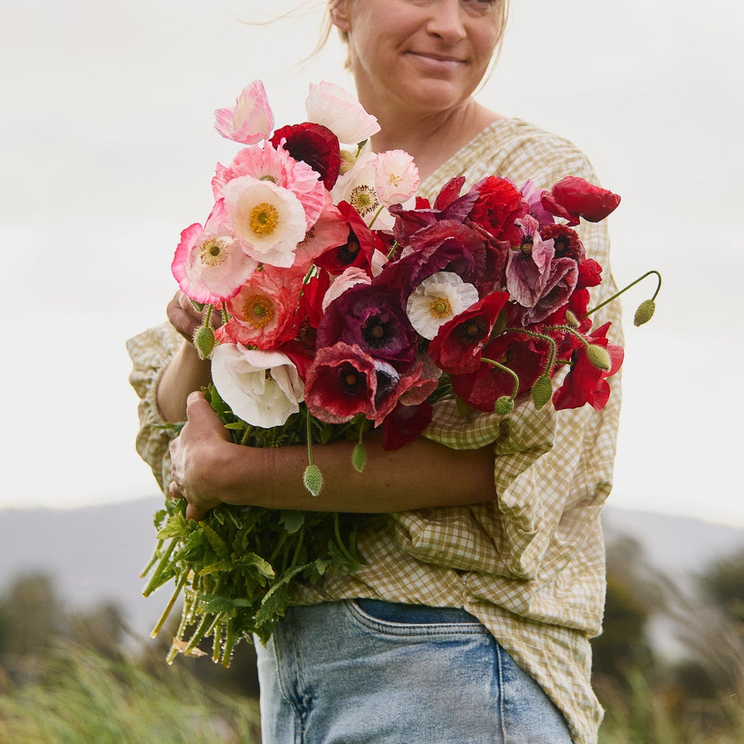 Poppy Shirley Double Mix Flower | X 300-500 Seeds