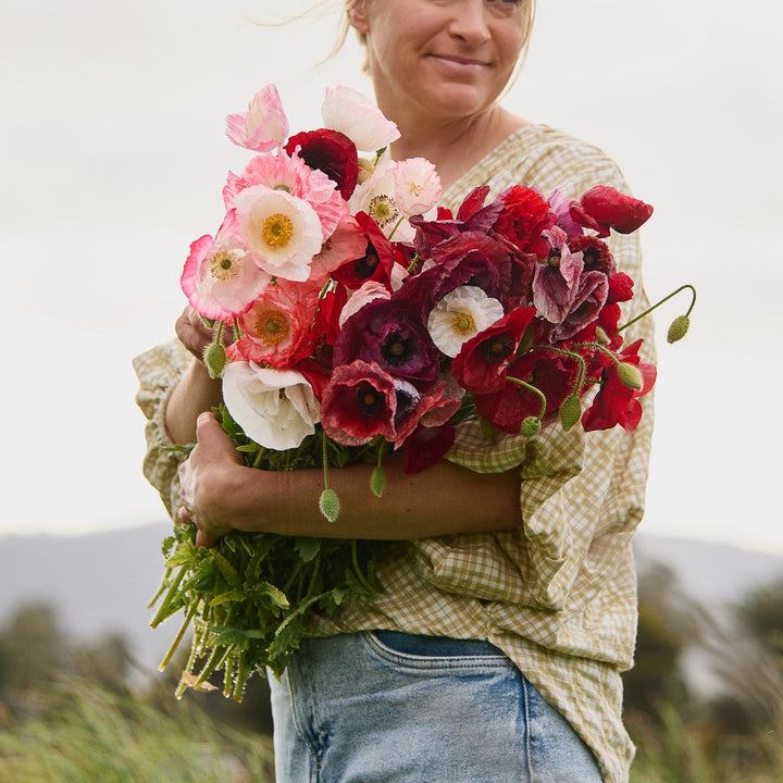 Poppy Shirley Double Mix Flower | X 300-500 Seeds