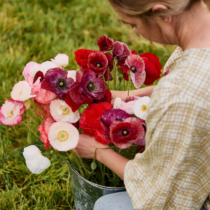 Poppy Shirley Double Mix Flower | X 300-500 Seeds