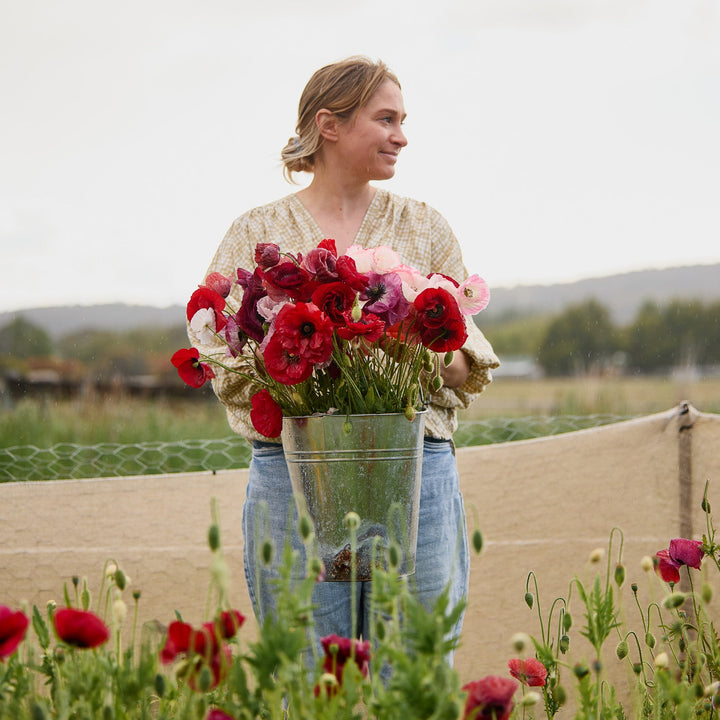 Poppy Pandora Flower | X 300 Seeds
