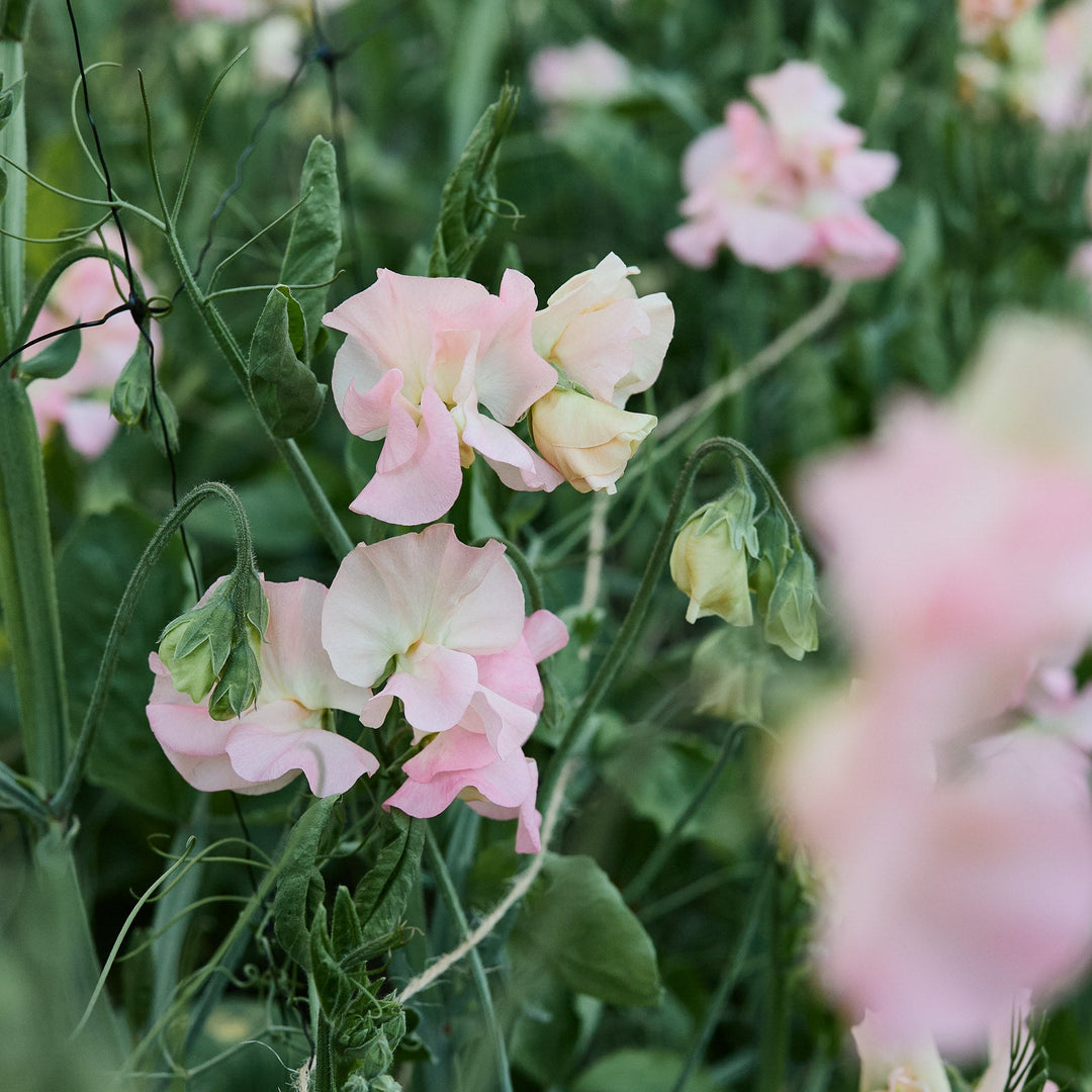 Sweet Pea Emma Flower | X 10 Seeds