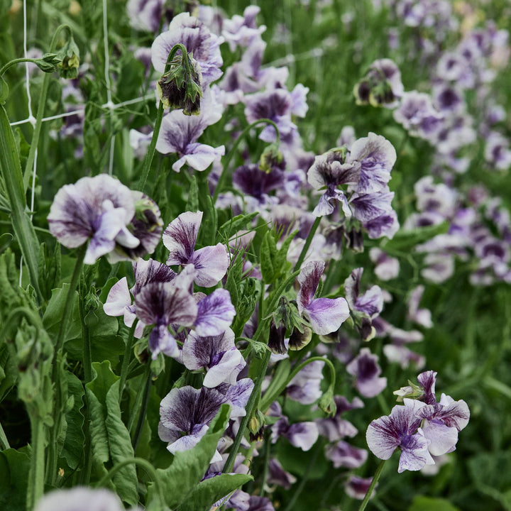 Sweet Pea Earl Grey Flower | X 15 Seeds
