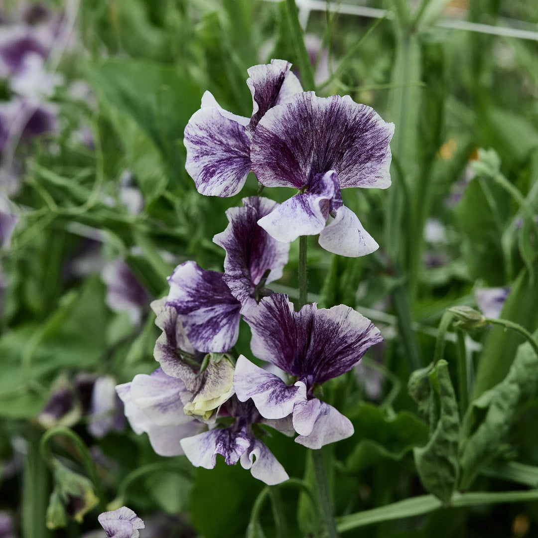 Sweet Pea Earl Grey Flower | X 15 Seeds
