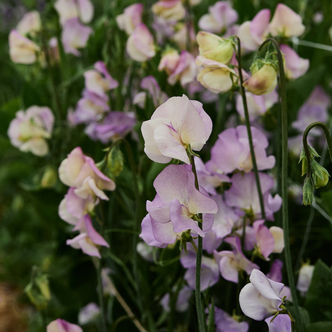 flower seeds that get you high Sweet Pea More Scent Flower