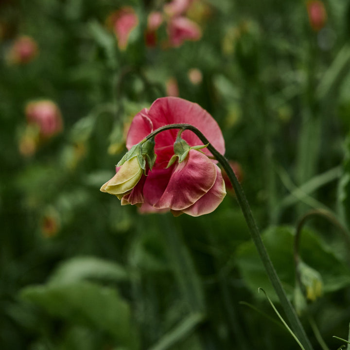 Sweet Pea MM Flower | X 10 Seeds