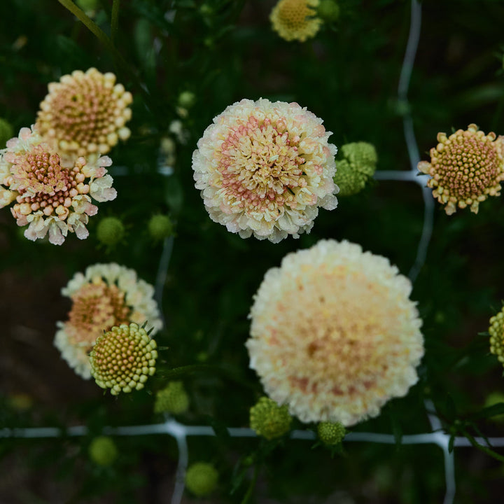 Scabiosa Fata Morgana Pincushion Flower | X 40 Seeds