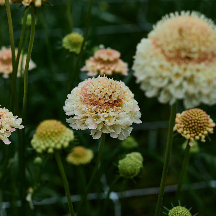 Scabiosa Fata Morgana Pincushion Flower | X 40 Seeds