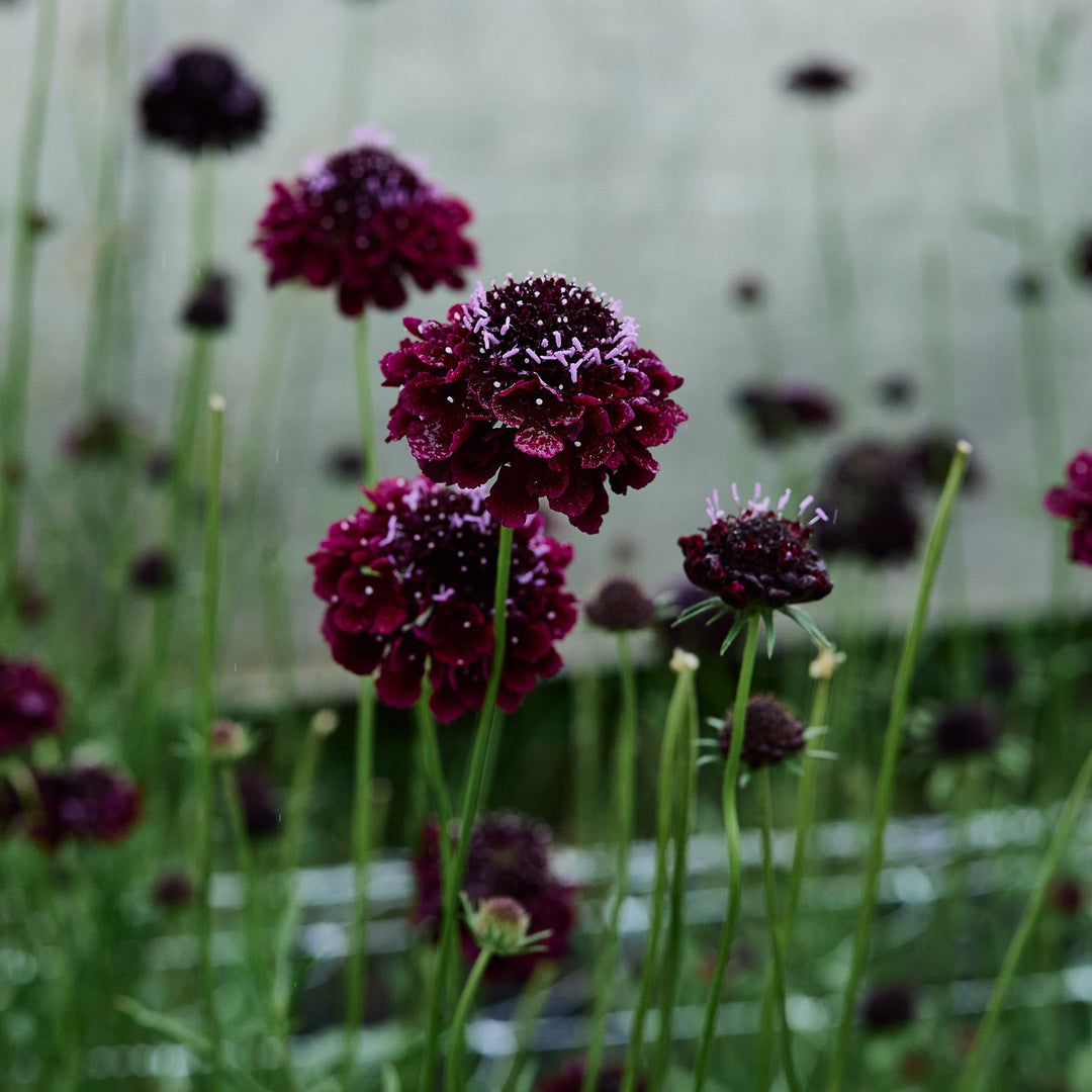 dark flower seeds Scabiosa Black Knight Pincushion Flower