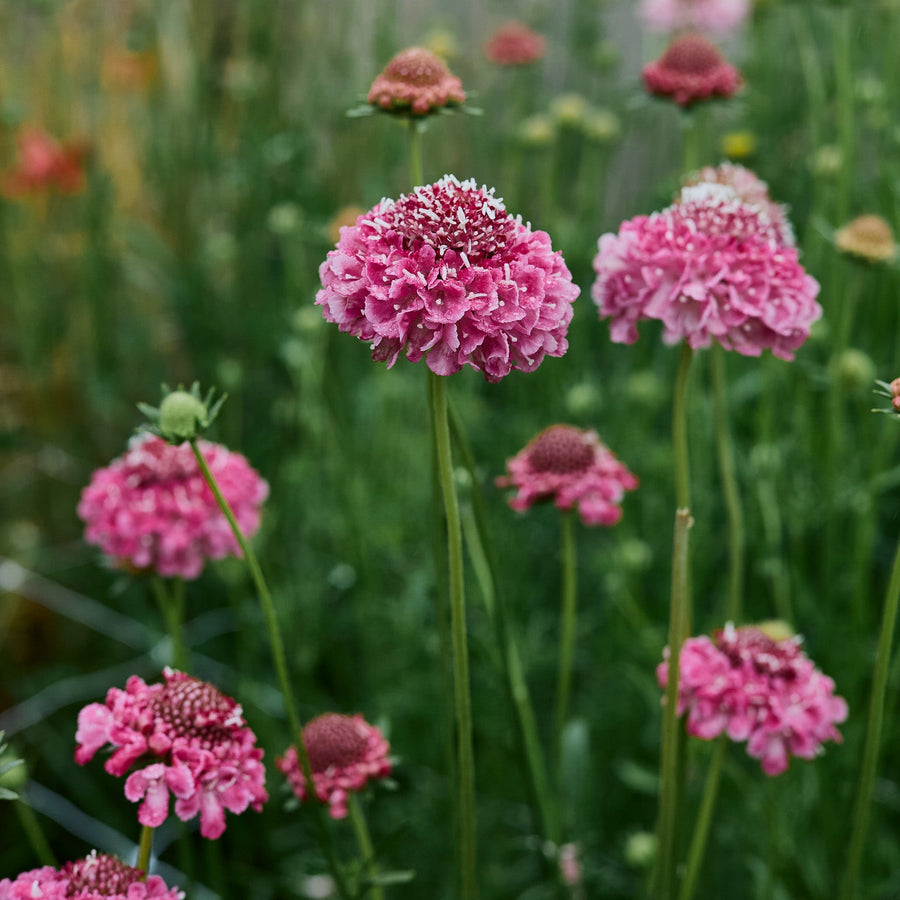 Scabiosa Salmon Rose Pincushion Flower | X 40 Seeds – Veggie & Flower ...