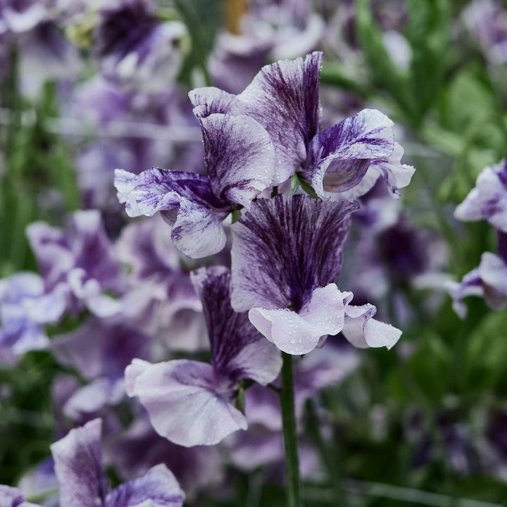Sweet Pea Earl Grey Flower | X 15 Seeds