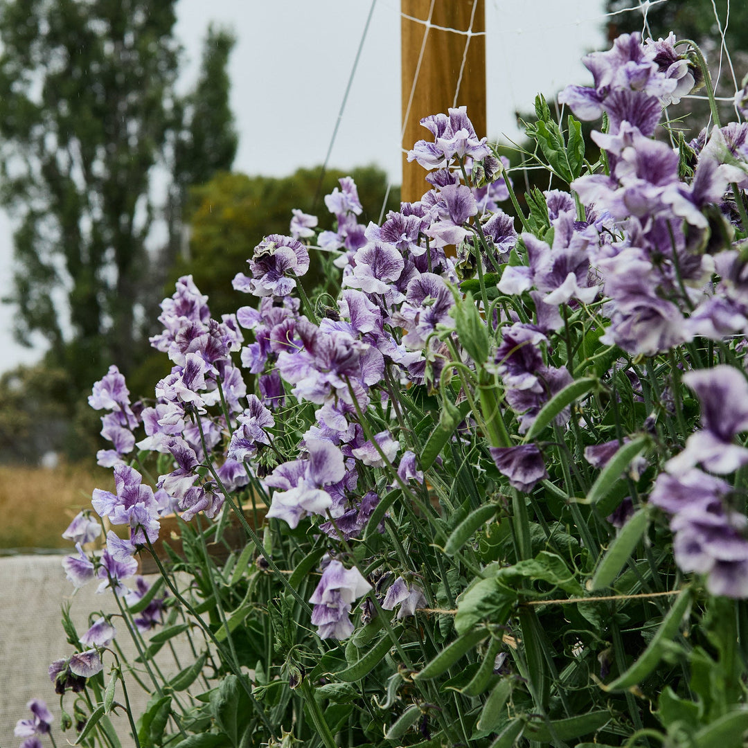 Sweet Pea Earl Grey Flower | X 15 Seeds
