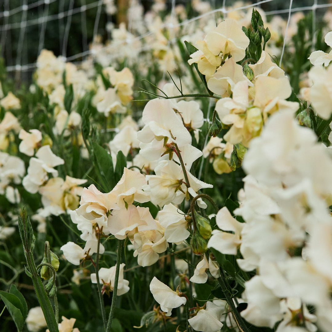 Sweet Pea Juliet Flower | X 15 Seeds