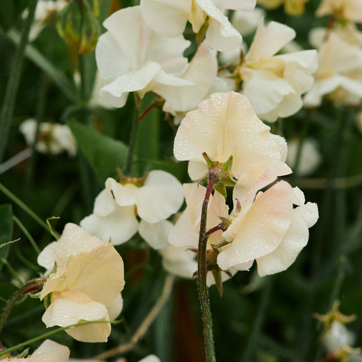 Sweet Pea Juliet Flower | X 15 Seeds