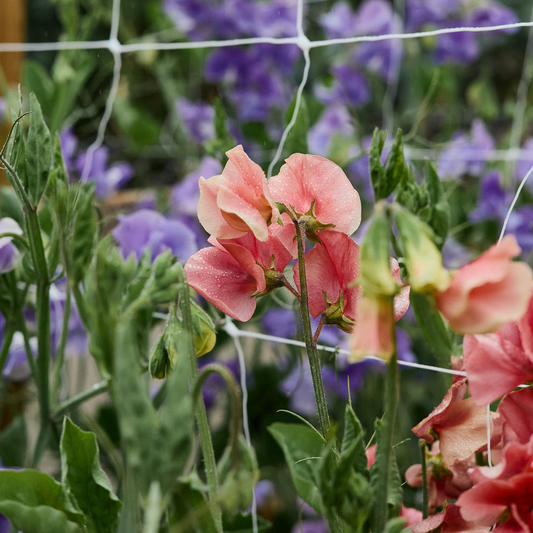 Sweet Pea King's Ransom Flower | X 10 Seeds (Limit 1 X Pack Per Person)