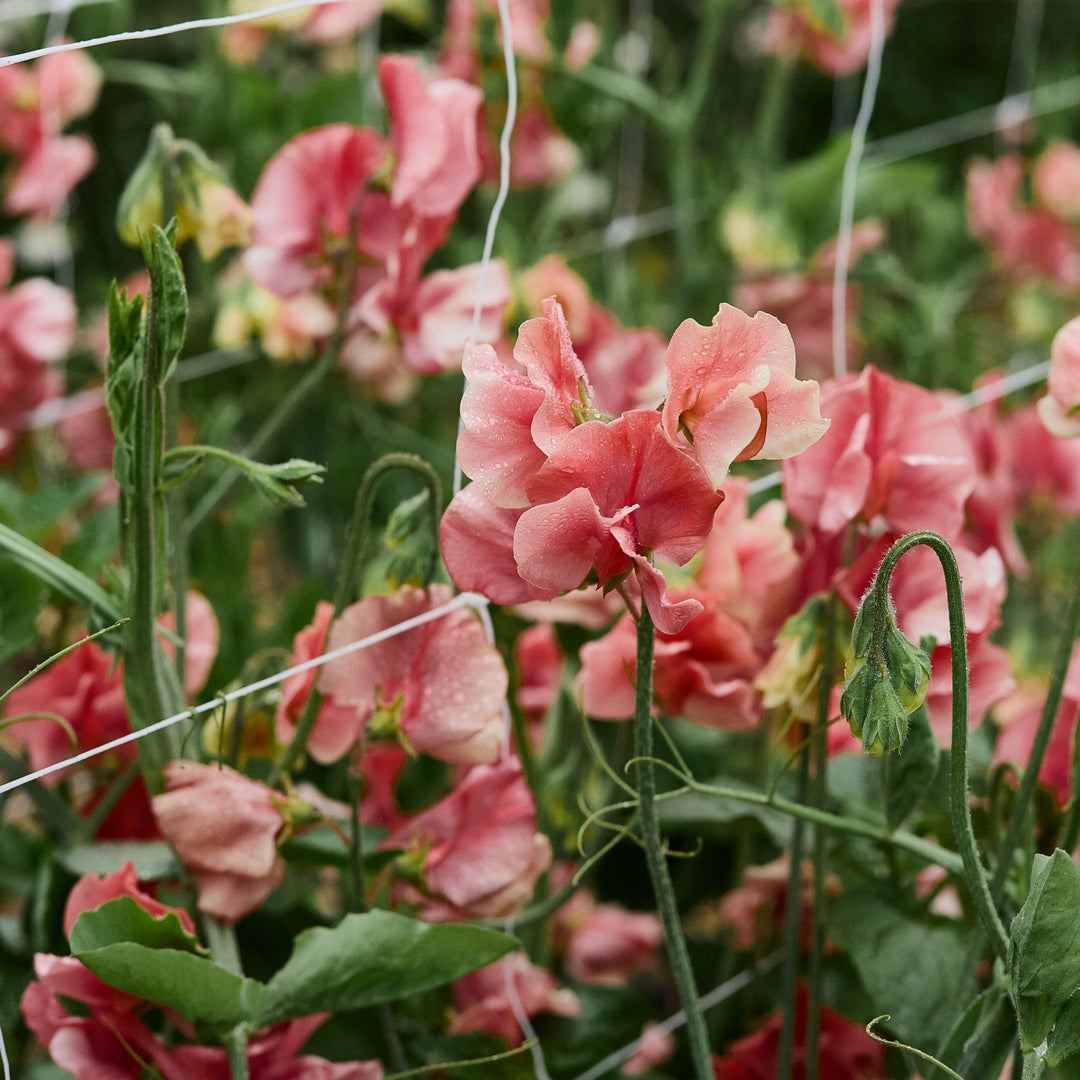 Sweet Pea King's Ransom Flower | X 10 Seeds (Limit 1 X Pack Per Person)
