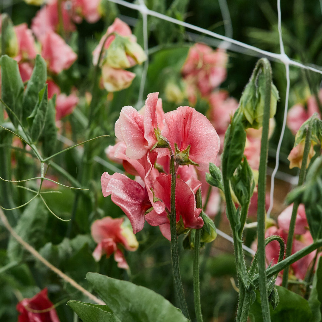 Sweet Pea King's Ransom Flower | X 10 Seeds (Limit 1 X Pack Per Person)