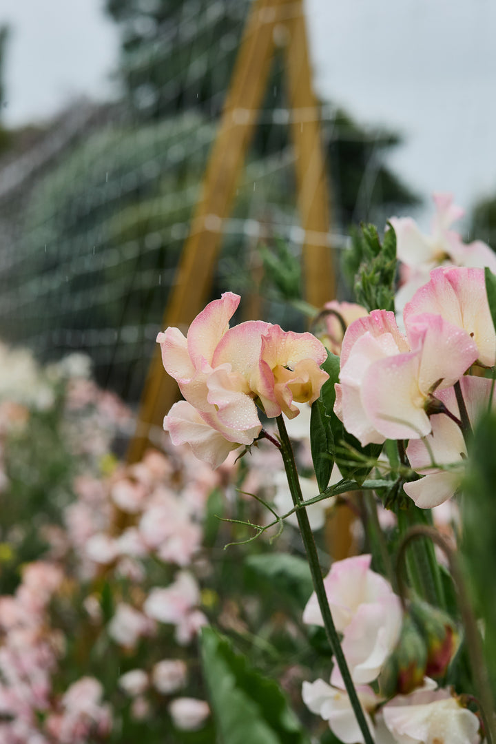 Sweet Pea Mollie Rilstone Flower | X 10 Seeds