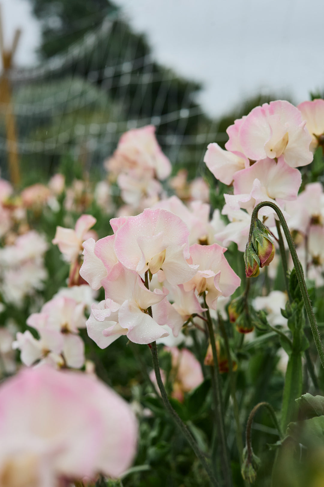 Sweet Pea Mollie Rilstone Flower | X 10 Seeds