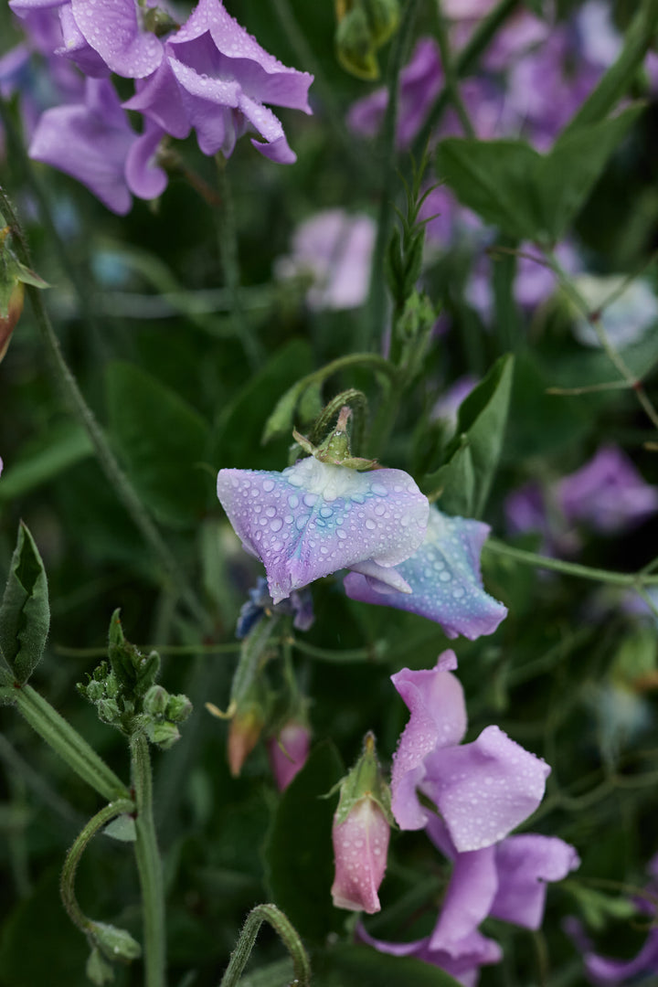 Sweet Pea Turquoise Lagoon Flower | X 10 Seeds