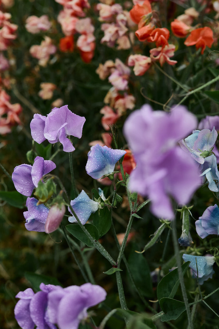 Sweet Pea Turquoise Lagoon Flower | X 10 Seeds