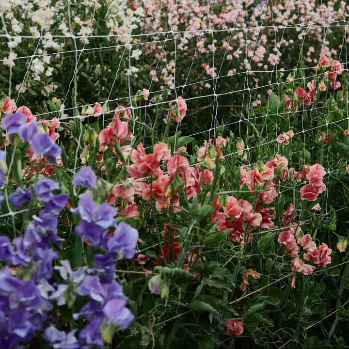 Sweet Pea King's Ransom Flower | X 10 Seeds (Limit 1 X Pack Per Person)