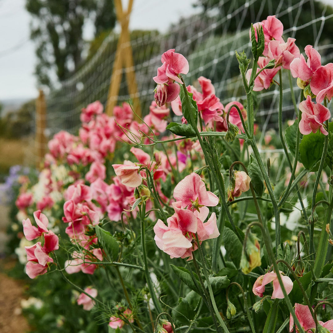 Sweet Pea MM Flower | X 10 Seeds