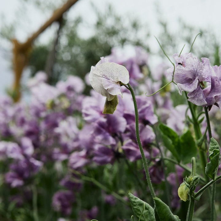Sweet Pea David Tostevin Flower | X 10 Seeds