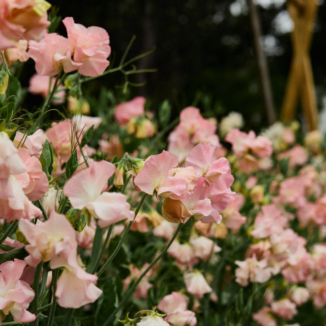 Sweet Pea Emma Flower | X 10 Seeds