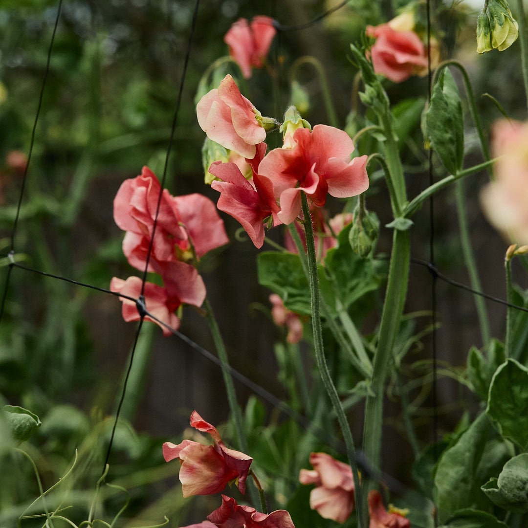Sweet Pea King's Ransom Flower | X 10 Seeds (Limit 1 X Pack Per Person)