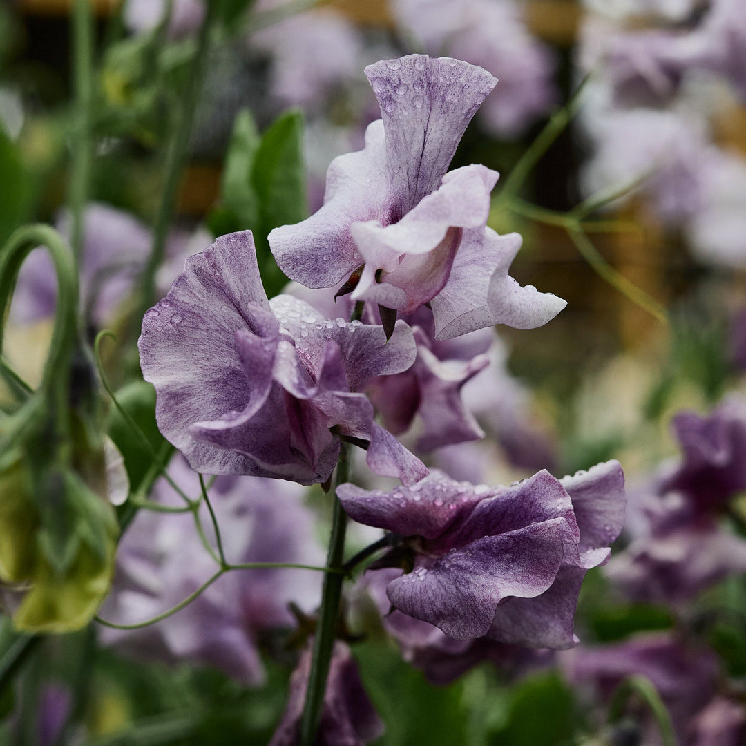 Sweet Pea David Tostevin Flower | X 10 Seeds