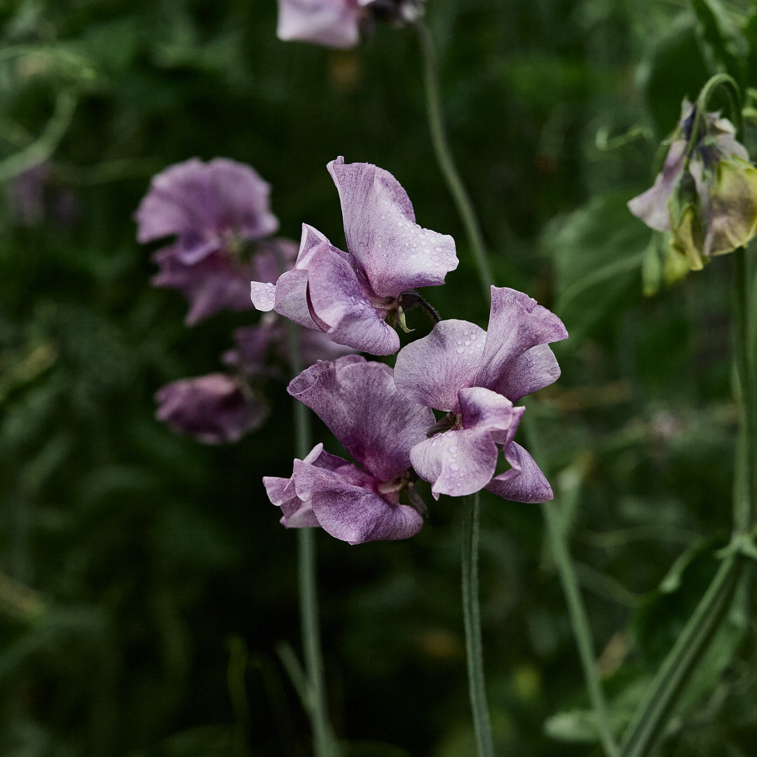 Sweet Pea David Tostevin Flower | X 10 Seeds