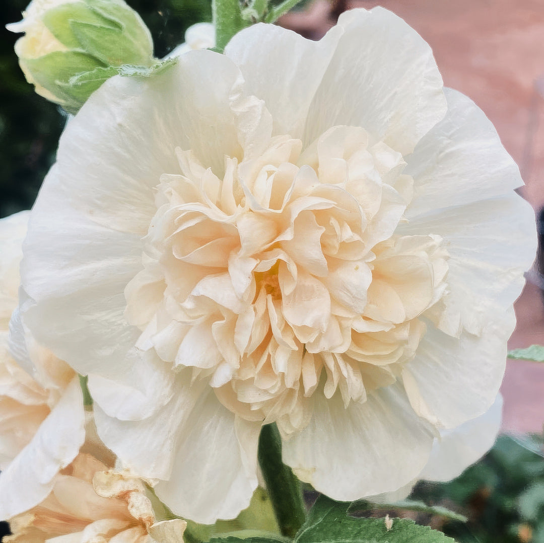 Hollyhock Majorette Double Champagne Flower | X 30 Seeds