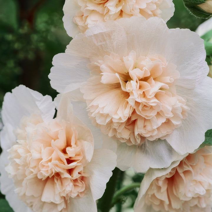 Hollyhock Majorette Double Champagne Flower | X 30 Seeds