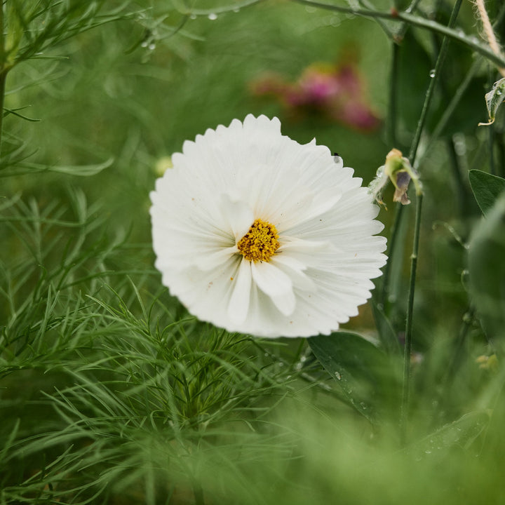 Cosmos Cupcake White Flower | X 30 Seeds