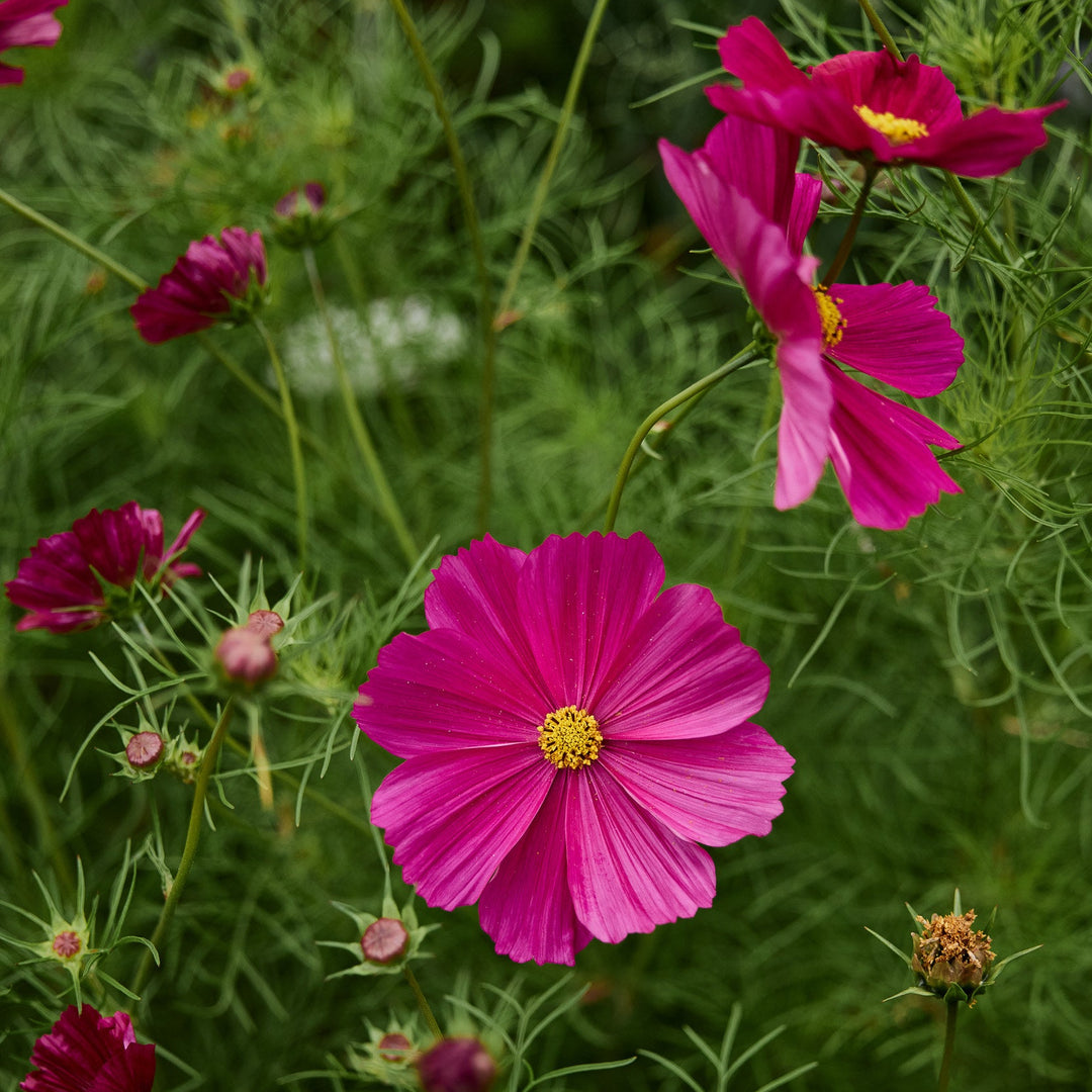 Cosmos Sensation Dazzler Crimson Red Flower | X 70 Seeds