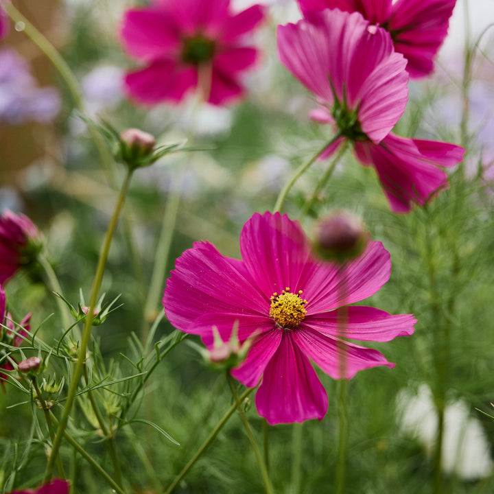 Cosmos Sensation Dazzler Crimson Red Flower | X 70 Seeds