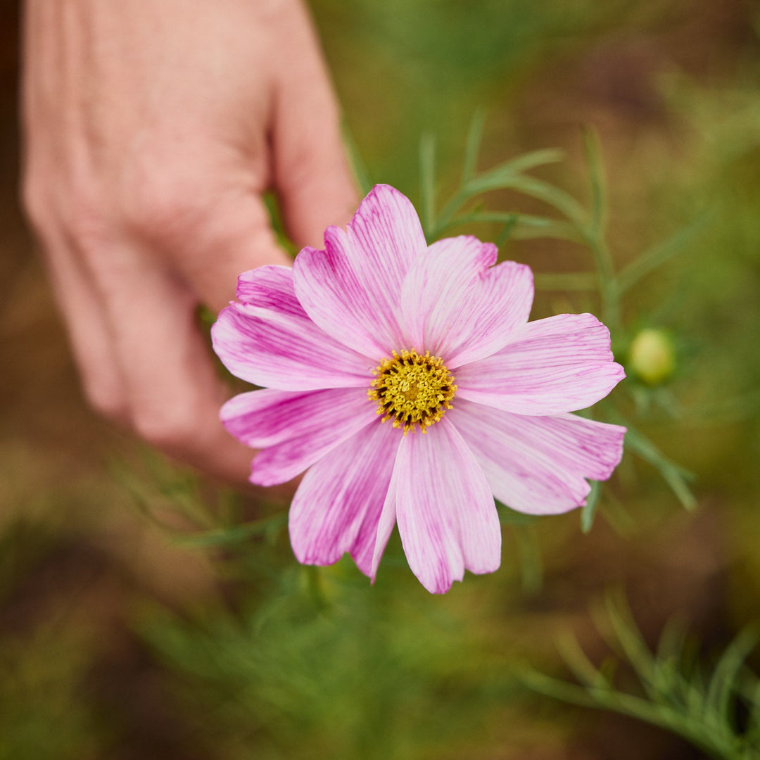 Cosmos Rosetta Flower | X 30 Seeds