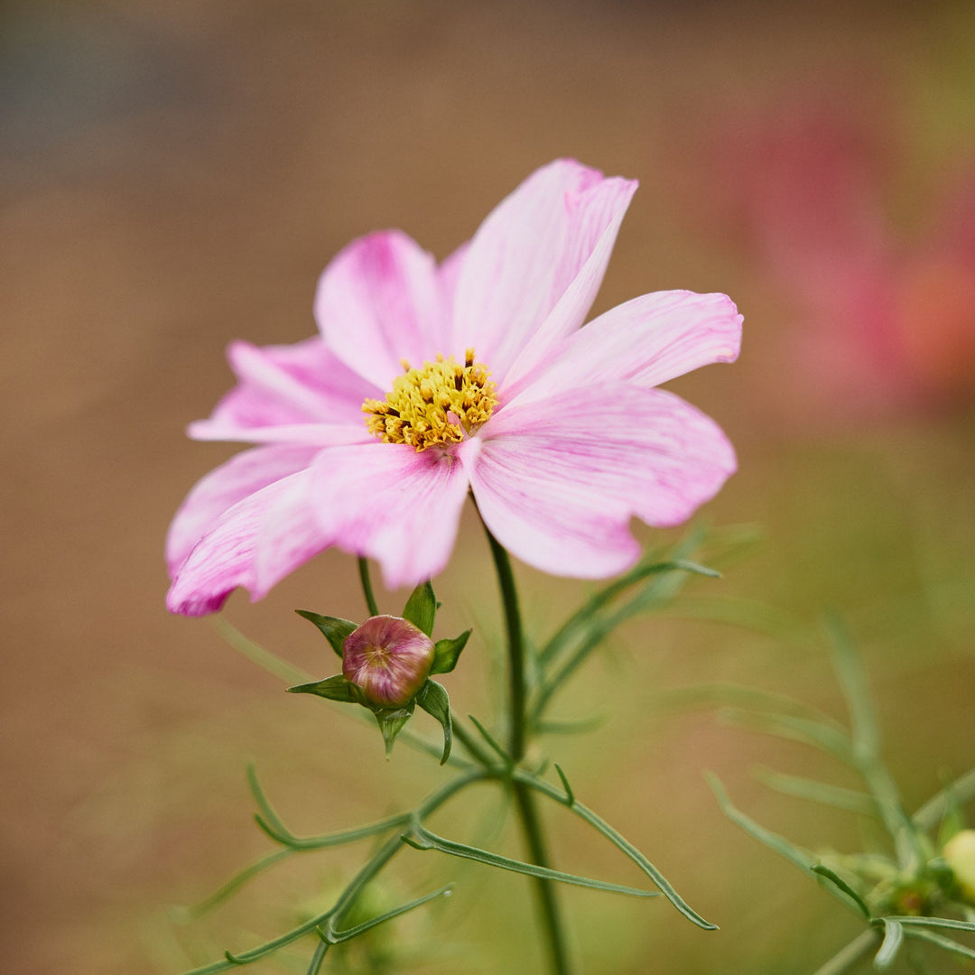 Cosmos Rosetta Flower | X 30 Seeds