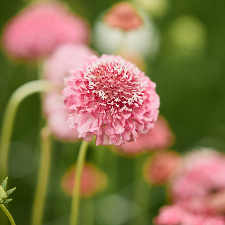 Scabiosa Salmon Rose Pincushion Flower | X 40 Seeds