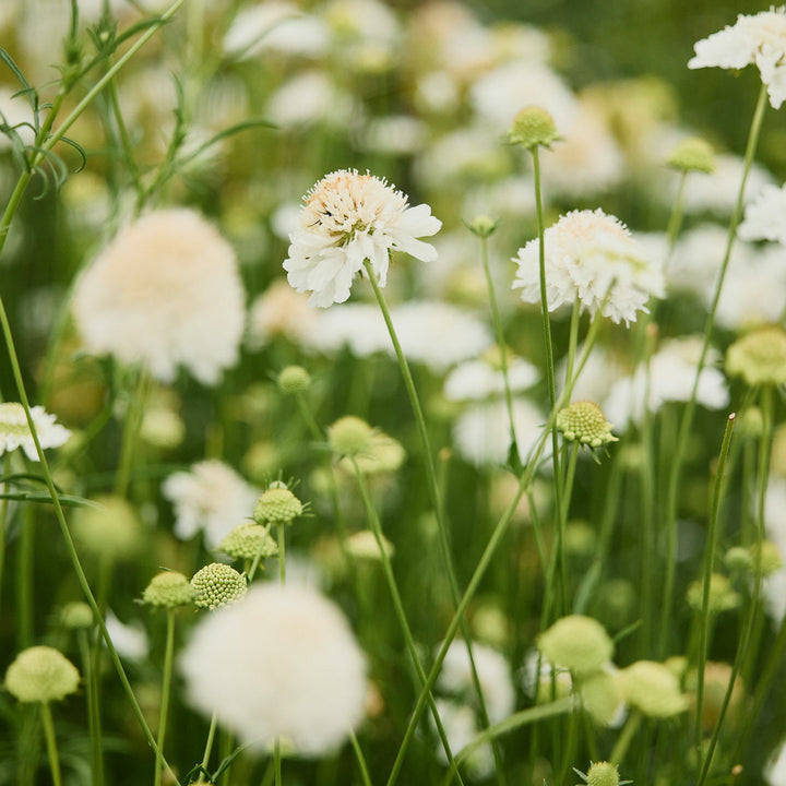 Scabiosa Snowmaiden Pincushion Flower | X 40 Seeds