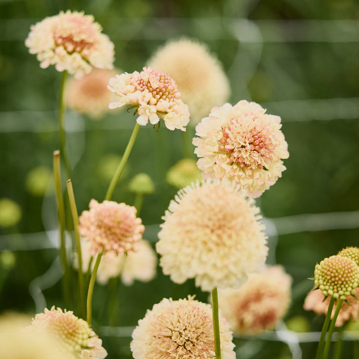 Scabiosa Fata Morgana Pincushion Flower | X 40 Seeds