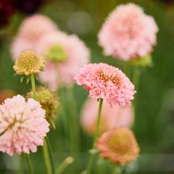 Scabiosa Salmon Rose Pincushion Flower | X 40 Seeds