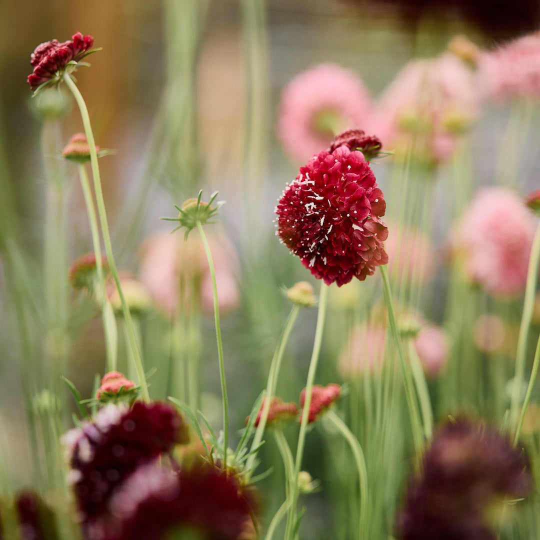 Scabiosa Merlot Pincushion Flower | X 40 Seeds