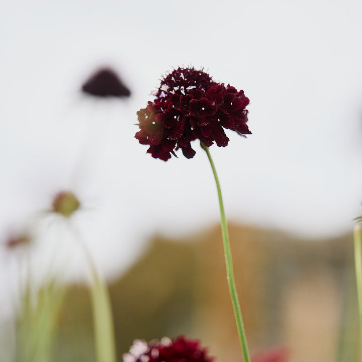 Scabiosa Black Knight Pincushion Flower | X 40 Seeds