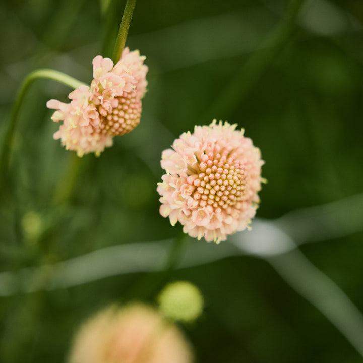 Scabiosa Fata Morgana Pincushion Flower | X 40 Seeds