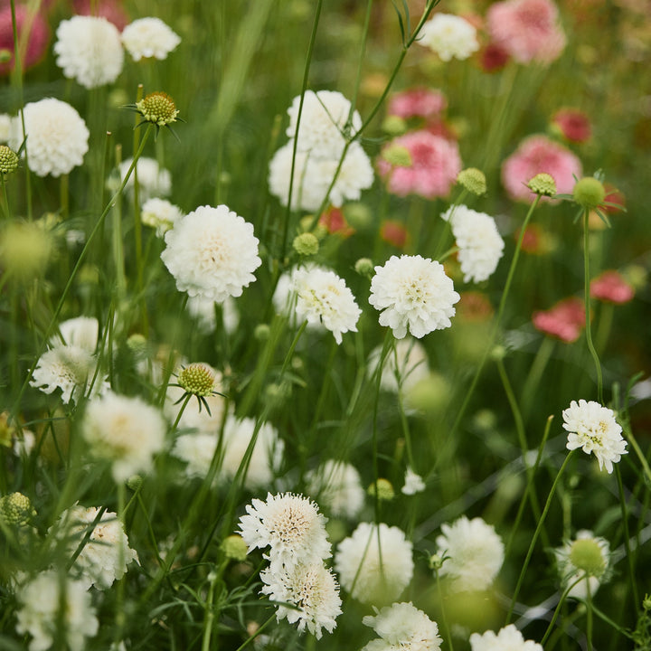 Scabiosa Snowmaiden Pincushion Flower | X 40 Seeds