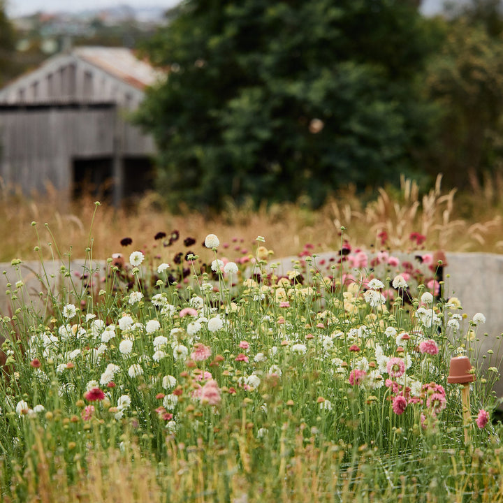 Scabiosa Pincushion Tall Double Mix Flower | X 50 Seeds