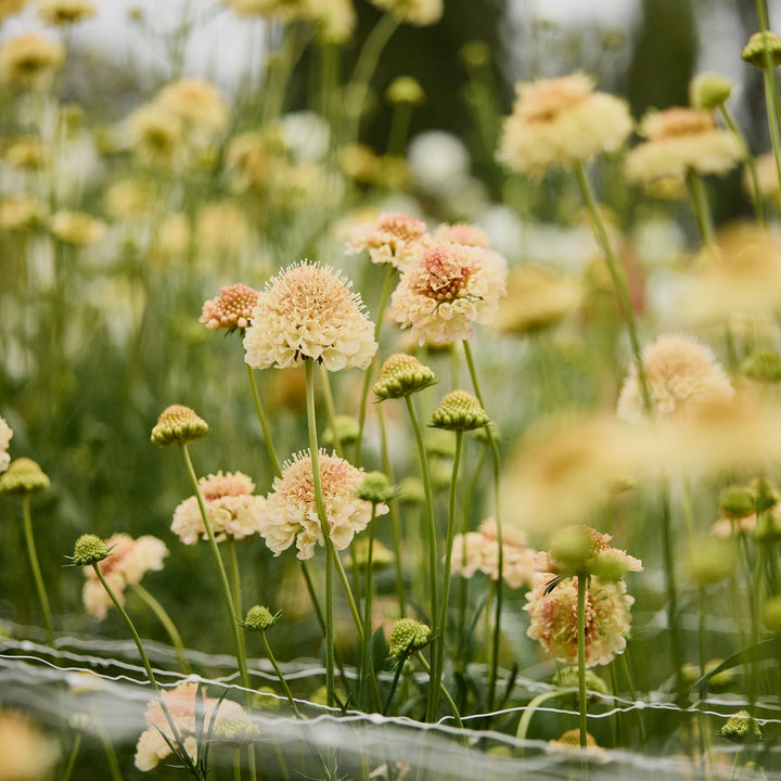 Scabiosa Fata Morgana Pincushion Flower | X 40 Seeds